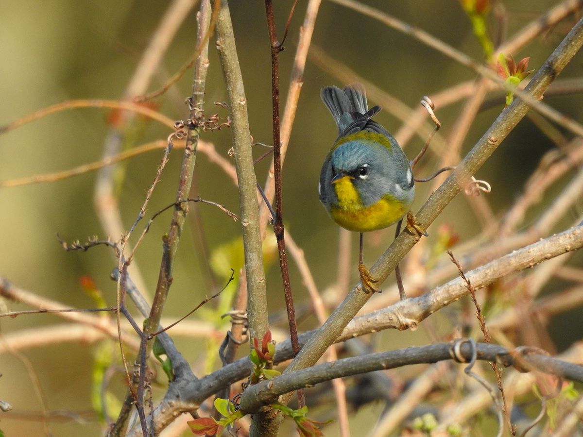 Parula  light 1200px